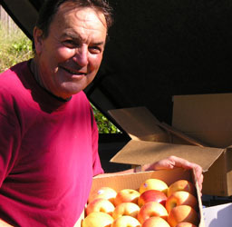 Larry Purcell